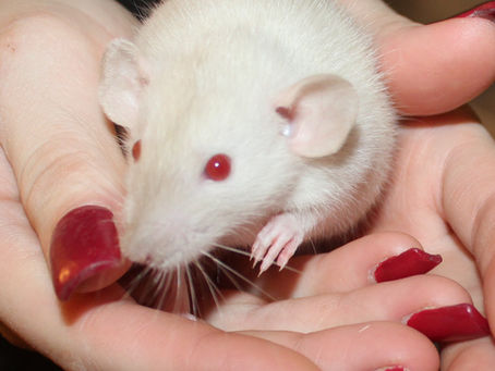 How to Handle a Aggressive Pet Rat That Bites