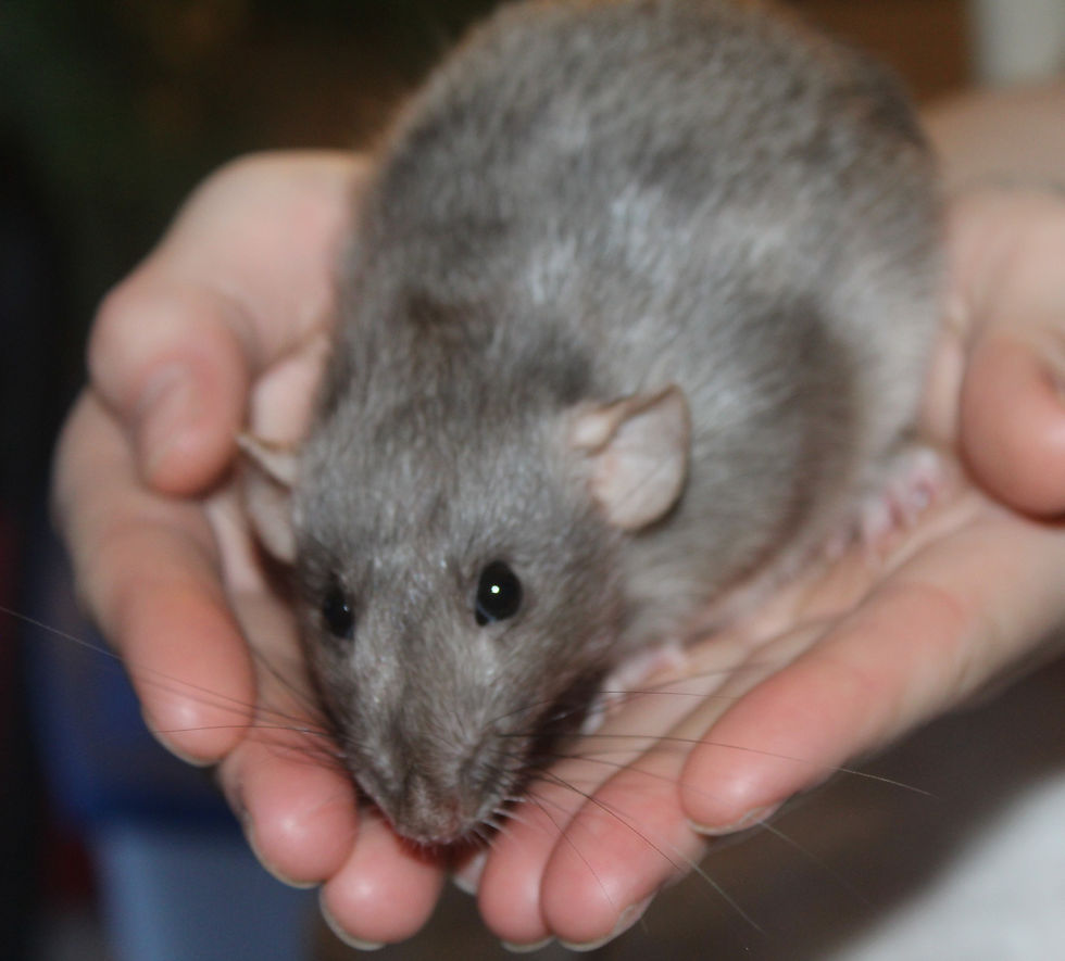 Understanding and Preventing Mycoplasmosis: A Guide to Respiratory Infections in Pet Rats