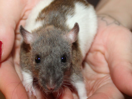 Effective Tips to Keep Your Pet Rats Cool Without Air Conditioning