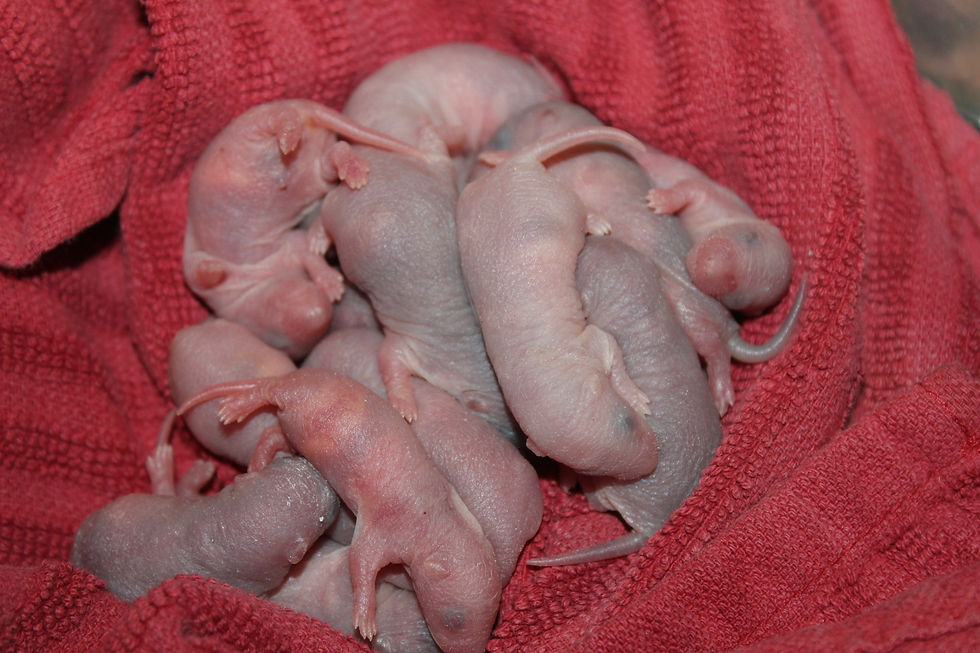 Bluebell x Jasper Babies