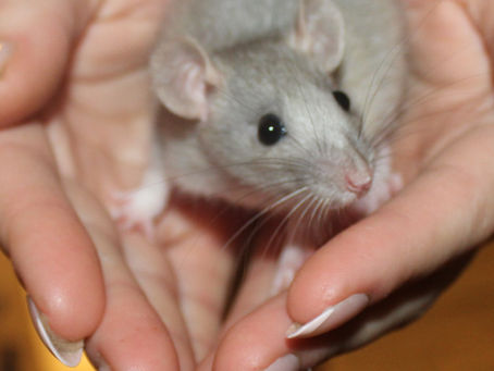How Soon Can I Allow My New Pet Rats to Free Roam at Home?