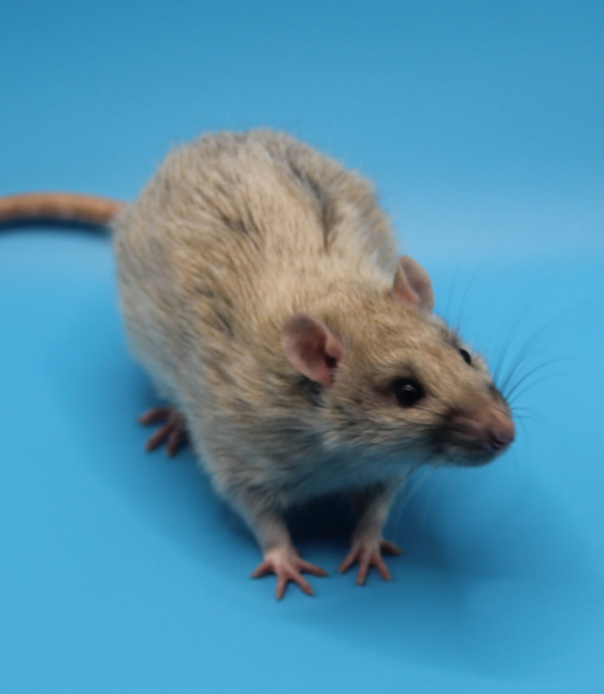 Color series Issue 3 - Determining Your rats coat color: In this issue ...