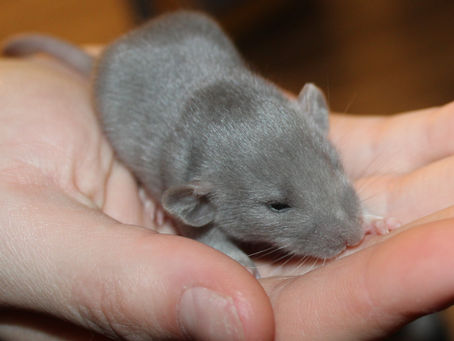 Preparing Your Home for Baby Rats After Ordering from a Breeder