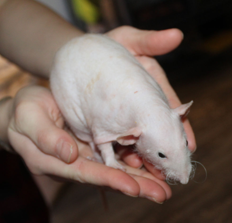 Double Rex / Hairless