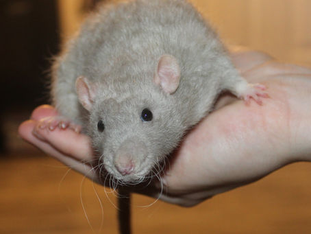 Understanding the Differences Between Real and Play Fighting in Pet Rats