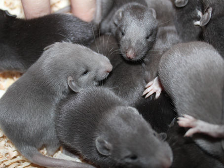 Essential Do's and Don'ts for Engaging with Potential Rat Buyers