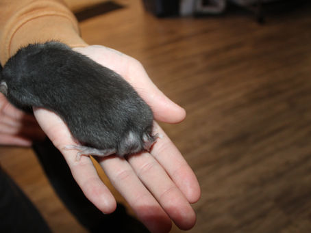The Ethical Debate Surrounding the Breeding of Manx Rats