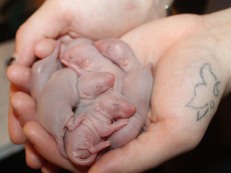 How to Focus on Key Factors in Successful Rat Breeding Practices