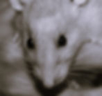 Jack loved by StormHaven