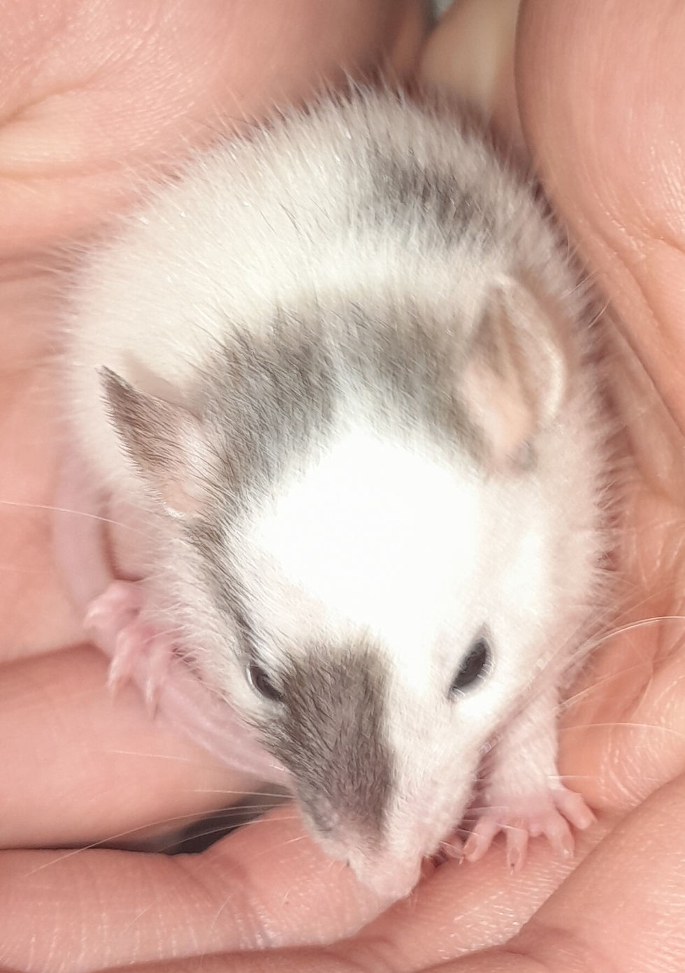 Bean Loved by StormHaven Rattery