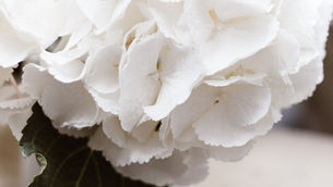 So weiß wie Schnee...
