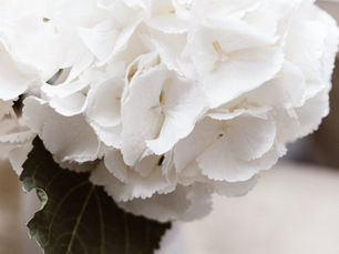 So weiß wie Schnee...