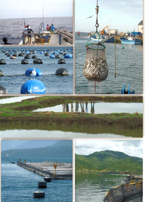 aqua fisheries long shady split_edited_edited.jpg