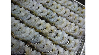 shrimp IQF.jpg
