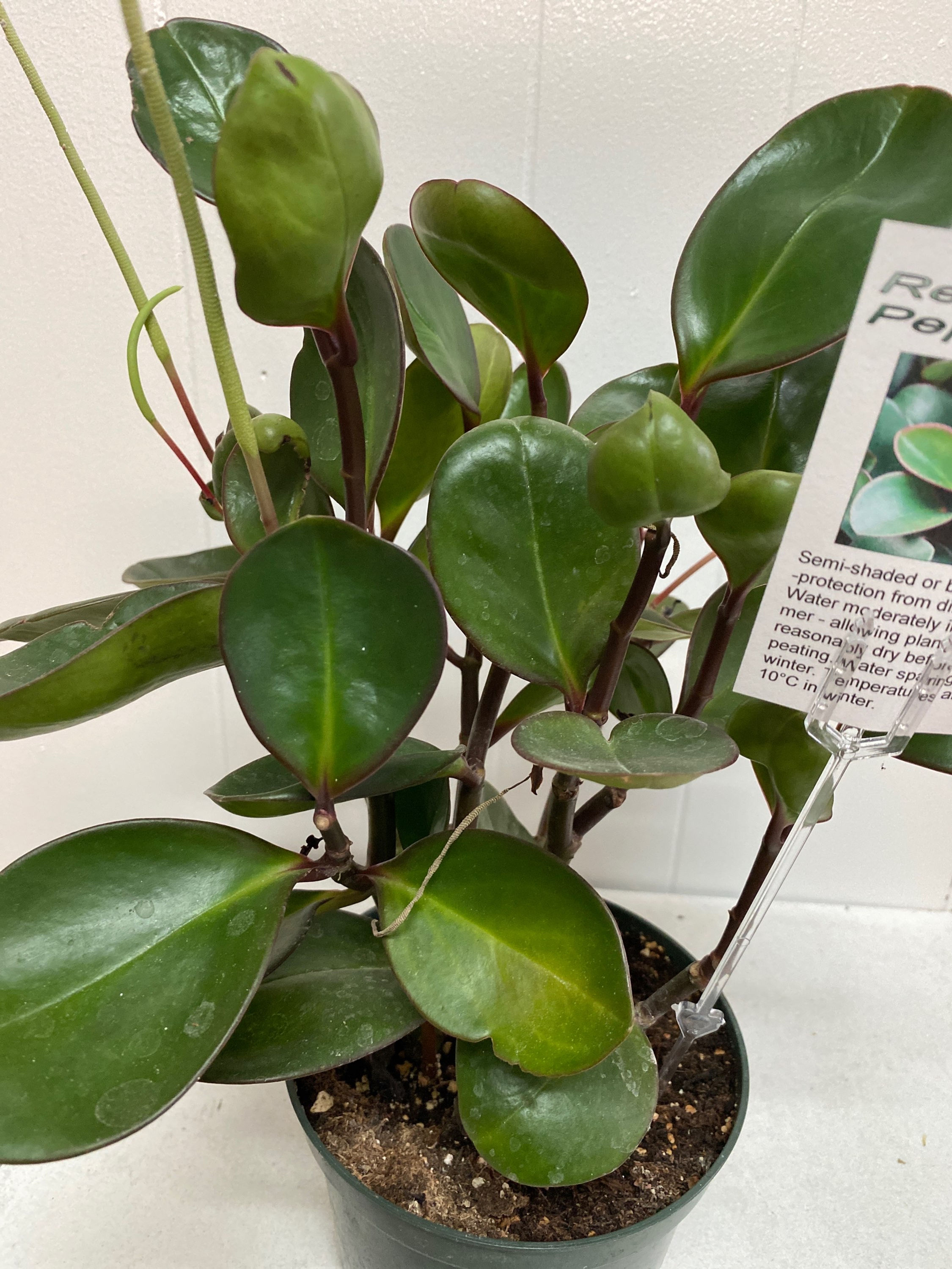 Red Edge Peperomis