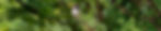 Chilean Woodstar Banner2500x500-AnthonyLujan.jpg