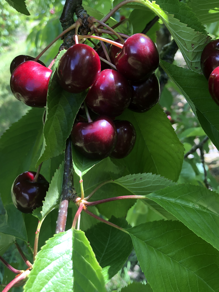 Cherries, cherry picking in Kent