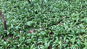 Wild garlic butter bursting with Spring flavours