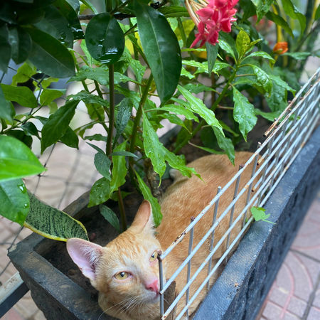 CAT PROJECT PUTHISASTRA UNIVERSITY