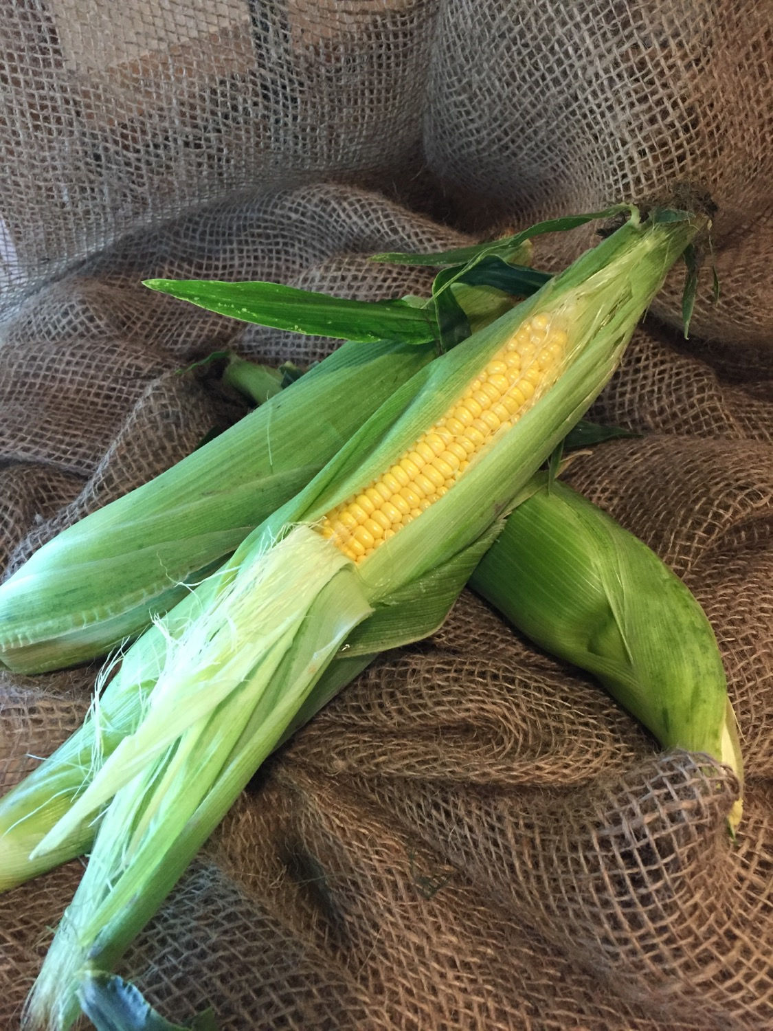  Sweet Corn,  Bi-coloured, SWEET 1/2 doz