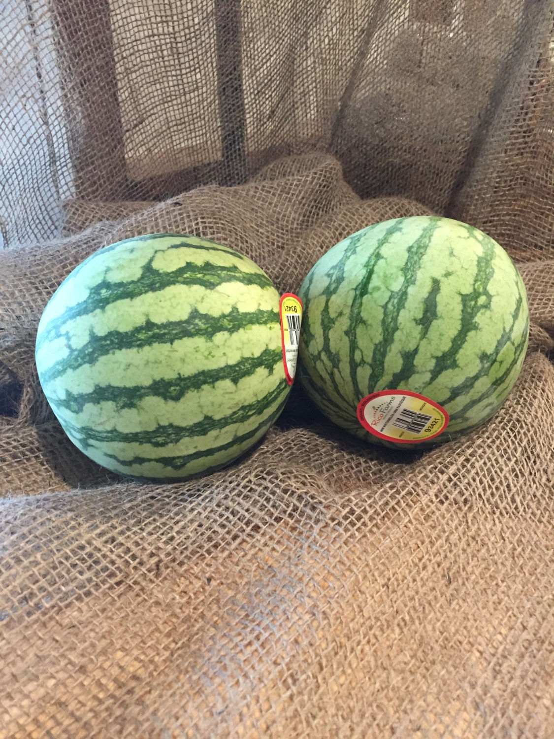 Watermelon, Mini