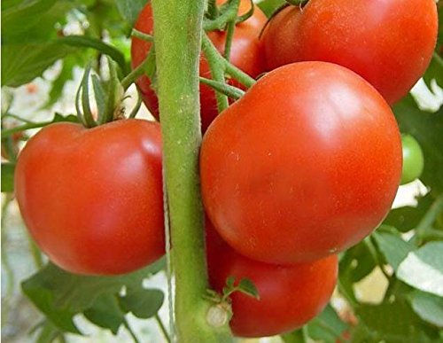 F1 Desi Tomato Seeds Pack of 100 Seeds