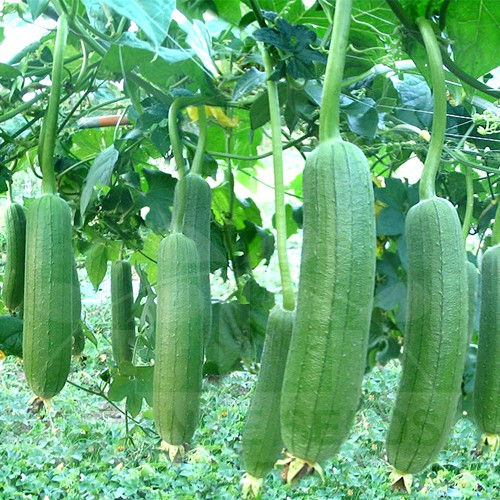F1 Cucurbitaceae Roadjana Hybrid seeds
