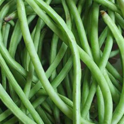 Organic Desi Lobia Beans Seeds 100 Seeds