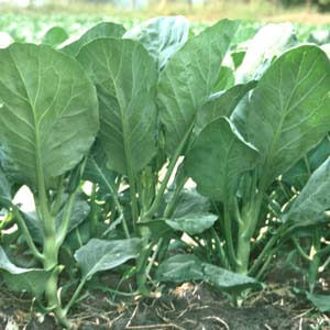 F1 Yod Tawan Hybrid Seeds