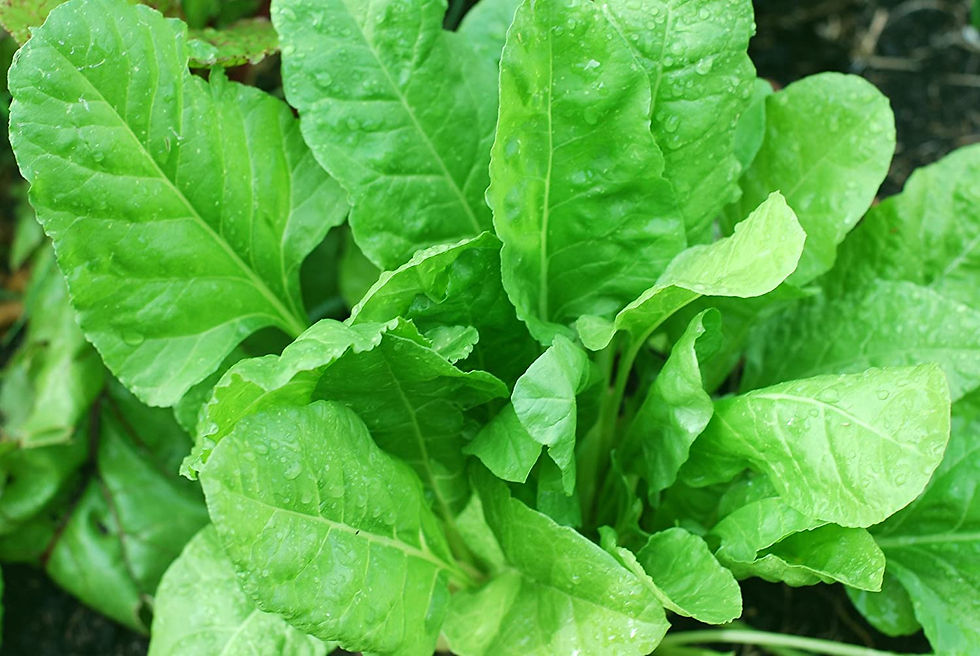 Desi Spinach, Palak Seeds Pack of 100 Seeds