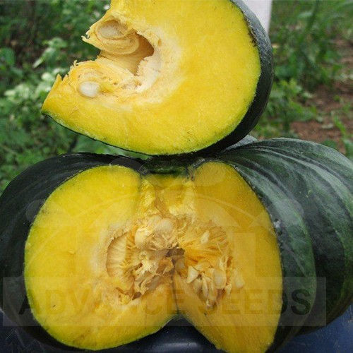 F1 Cucurbitaceae Mahind Hybrid Seeds