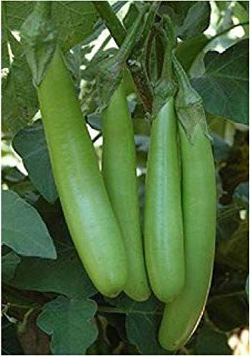 Green Long Brinjal Vegetable 100 Seeds