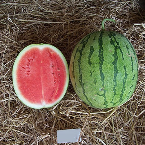 F1 Dragon Hybrid seeds