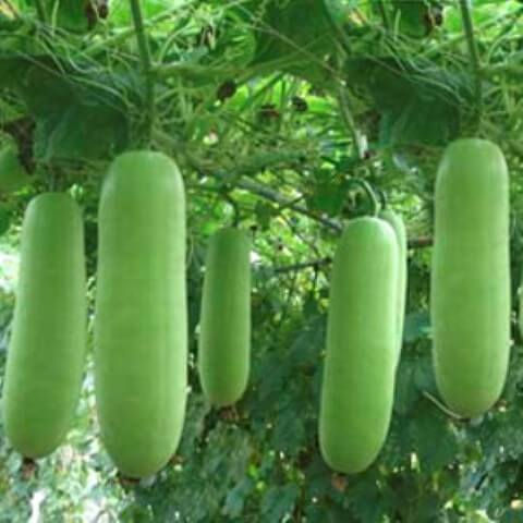 F1 Cucurbitaceae Lampraplerng Hybrid Seeds