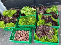 Who loves greens?