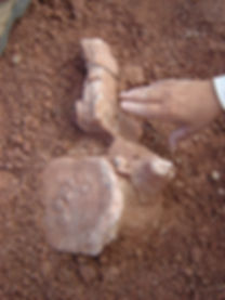 descubrimiento de malarguesaurus.JPG