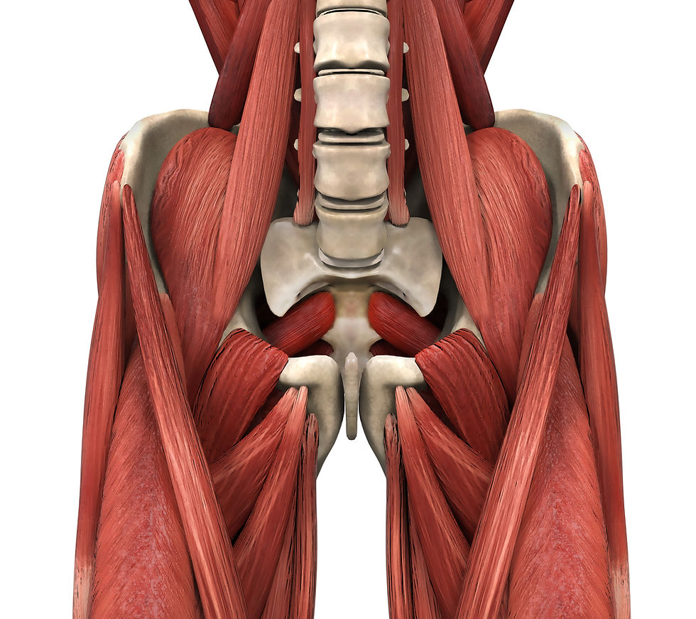muscle du ventre