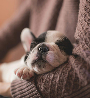 snuggle puppy.jpg