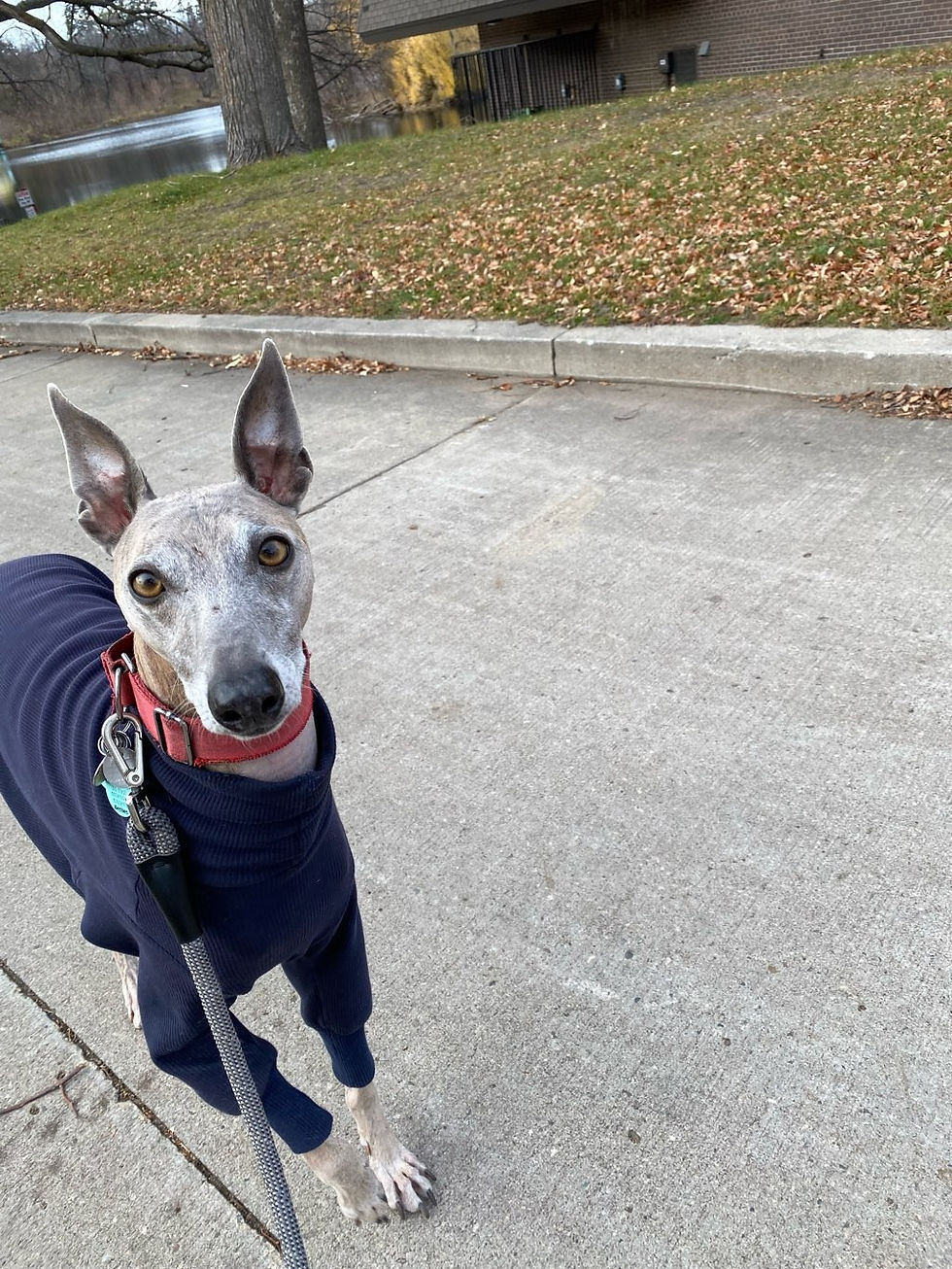 Winter Dog Walking Tips for Pet Owners