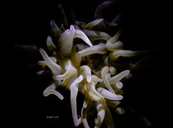 Photography