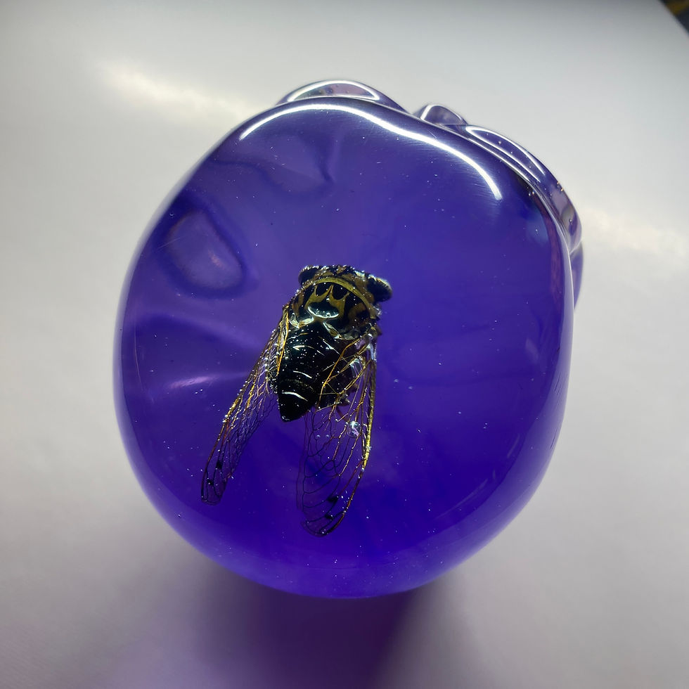 Thumbnail: Violet Cicada Skull