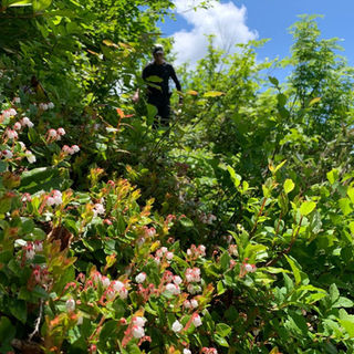 Bushwhacking through brush and flowers in the Myoko Togakushi Renzan National Park