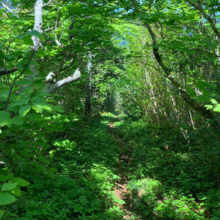 Lush green trail on the ridge approach to Mt. Amakazari