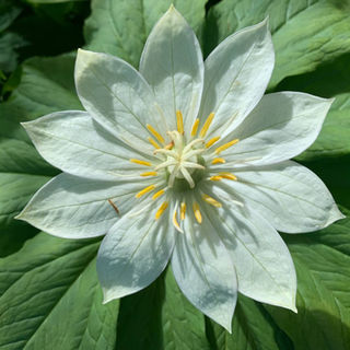 Kinugasaso wild flower