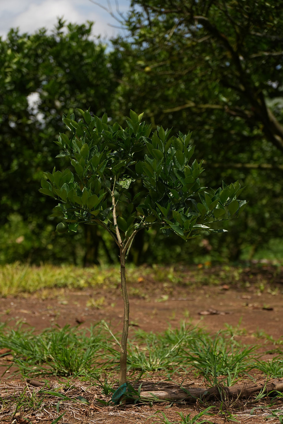 Bioinsumos agrícolas para cítricos: soluciones naturales que fortalecen los cultivos