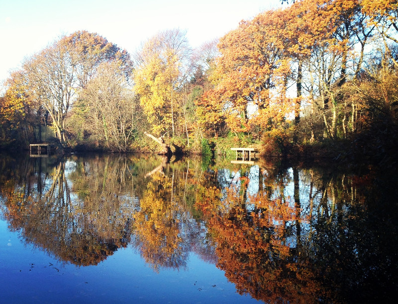 Pond Nov_edited.jpeg