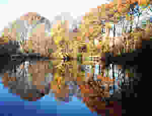 Pond Nov_edited.jpeg