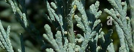 blye cypress.jpg