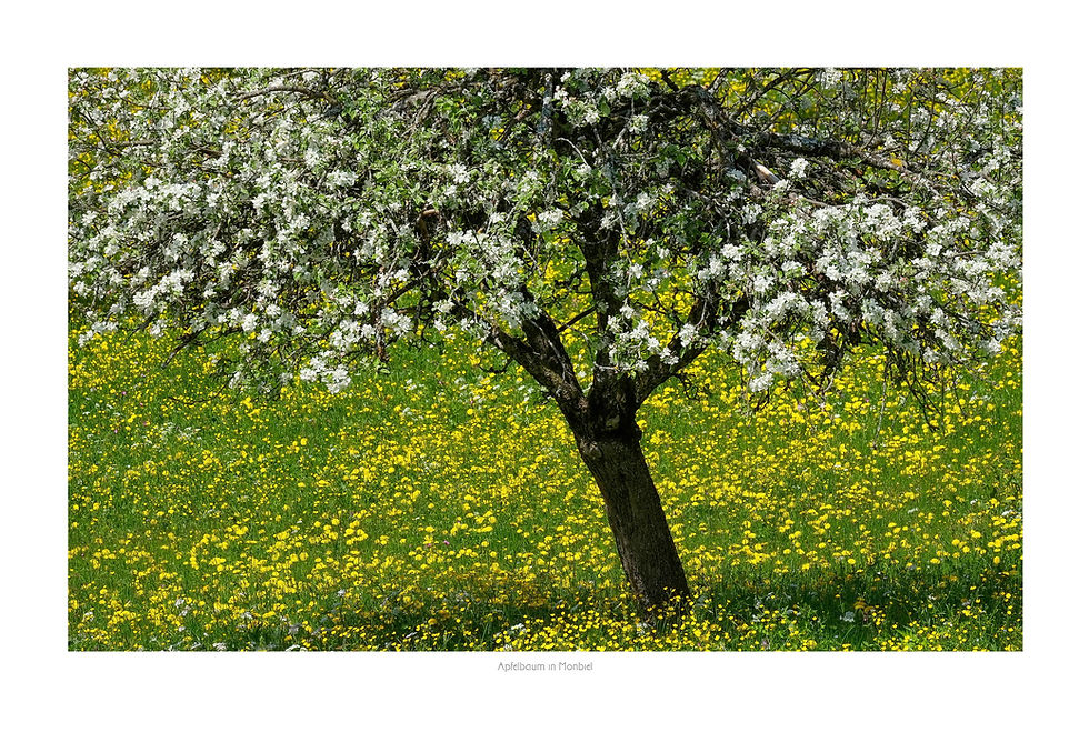 Thumbnail: Apple tree in Monbiel