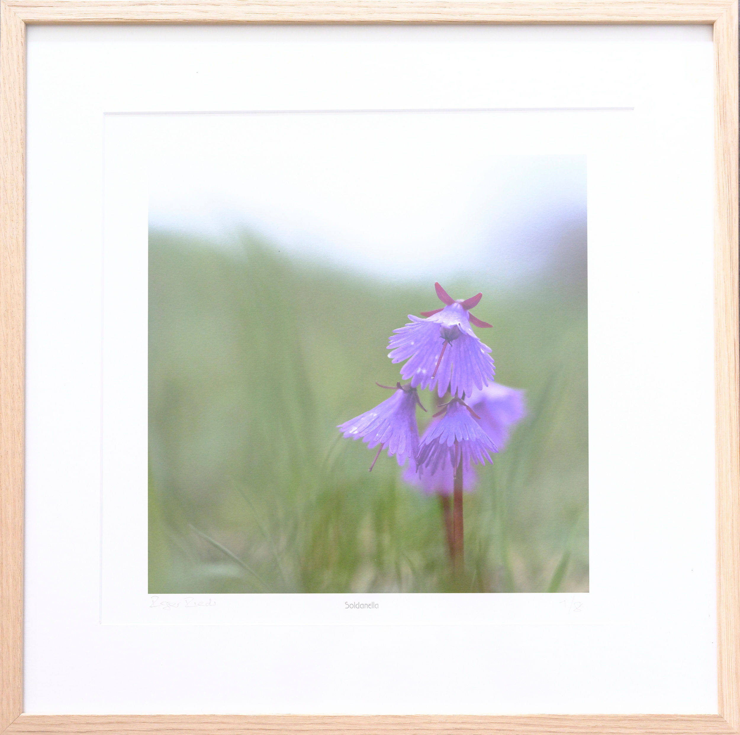 Soldanella